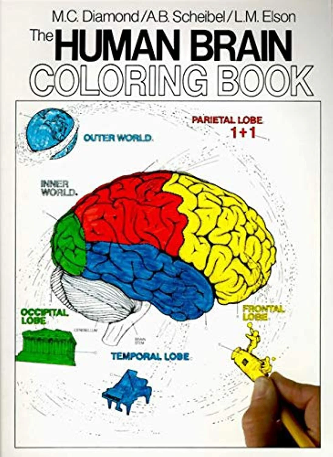 The Human Brain Coloring Book: A Coloring Book – An Interactive Guide to Neuroanatomy for Medical Students and Professionals - Image 5