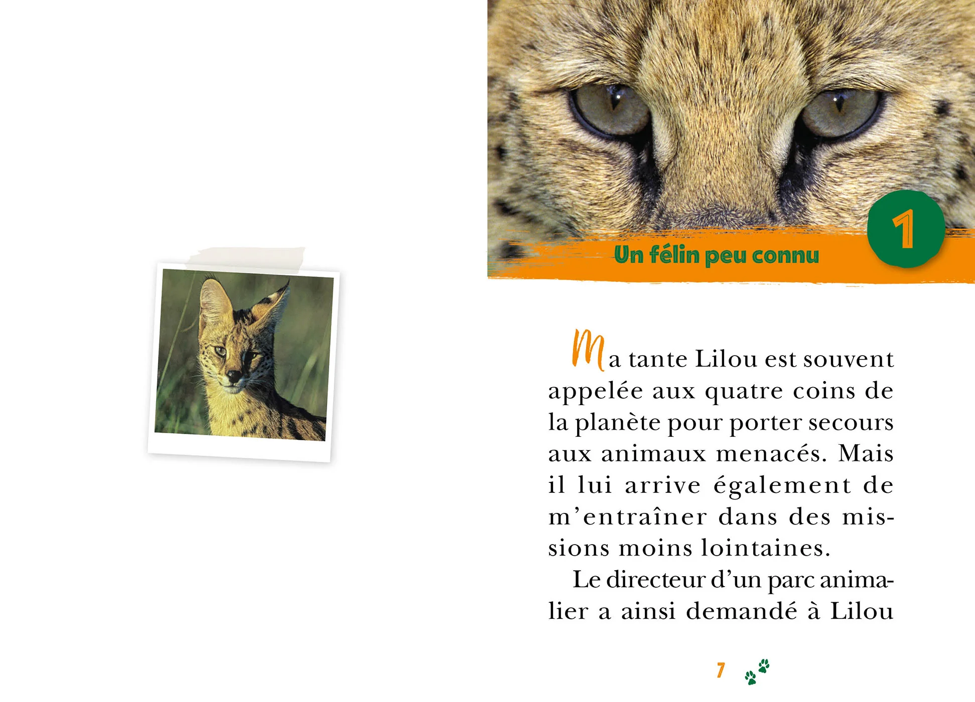 Wild Immersion, Tome 25 - Expédition au pays des servals - Image 4