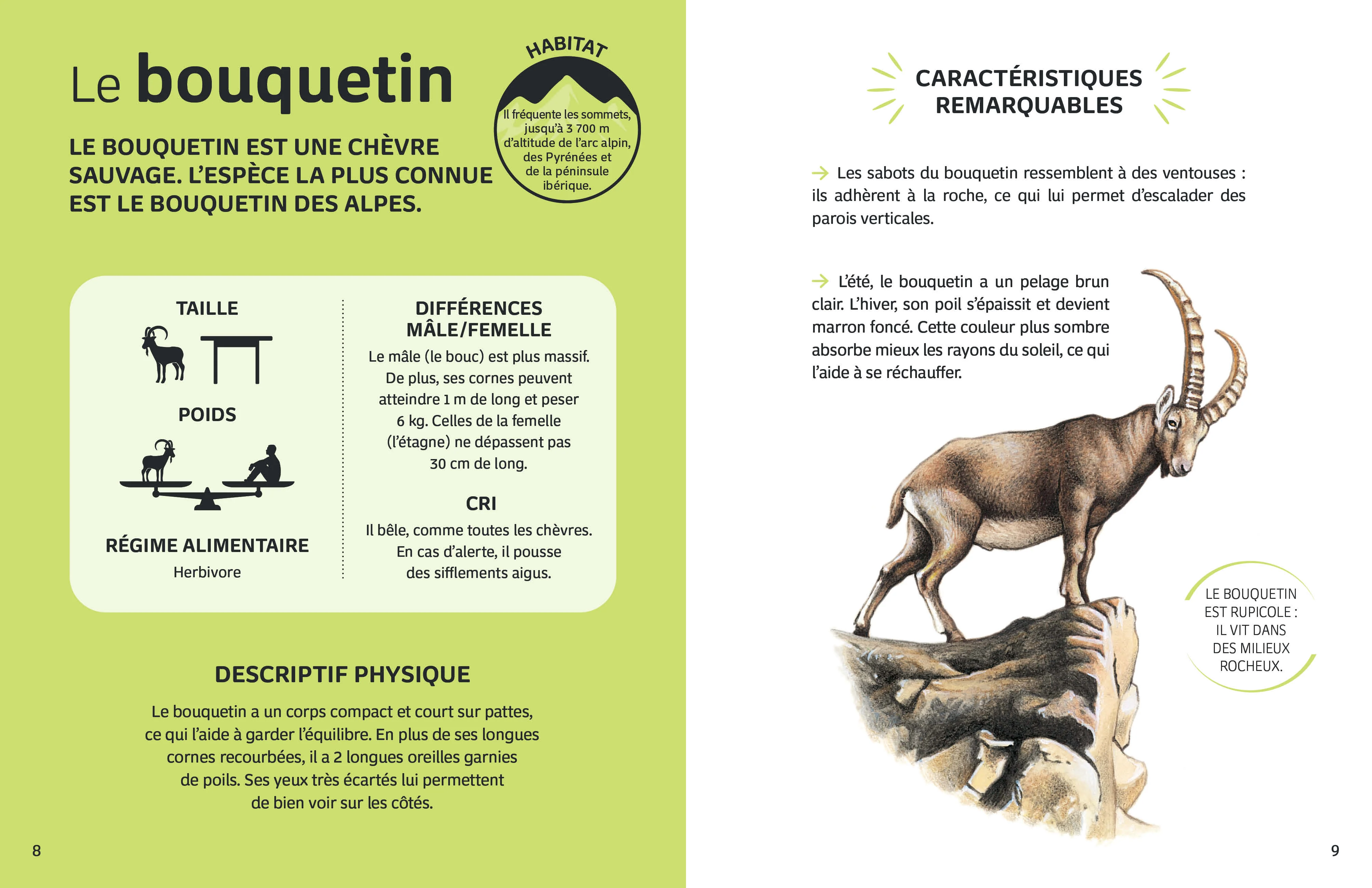 Mes animaux du monde - Les animaux de la montagne - Image 10