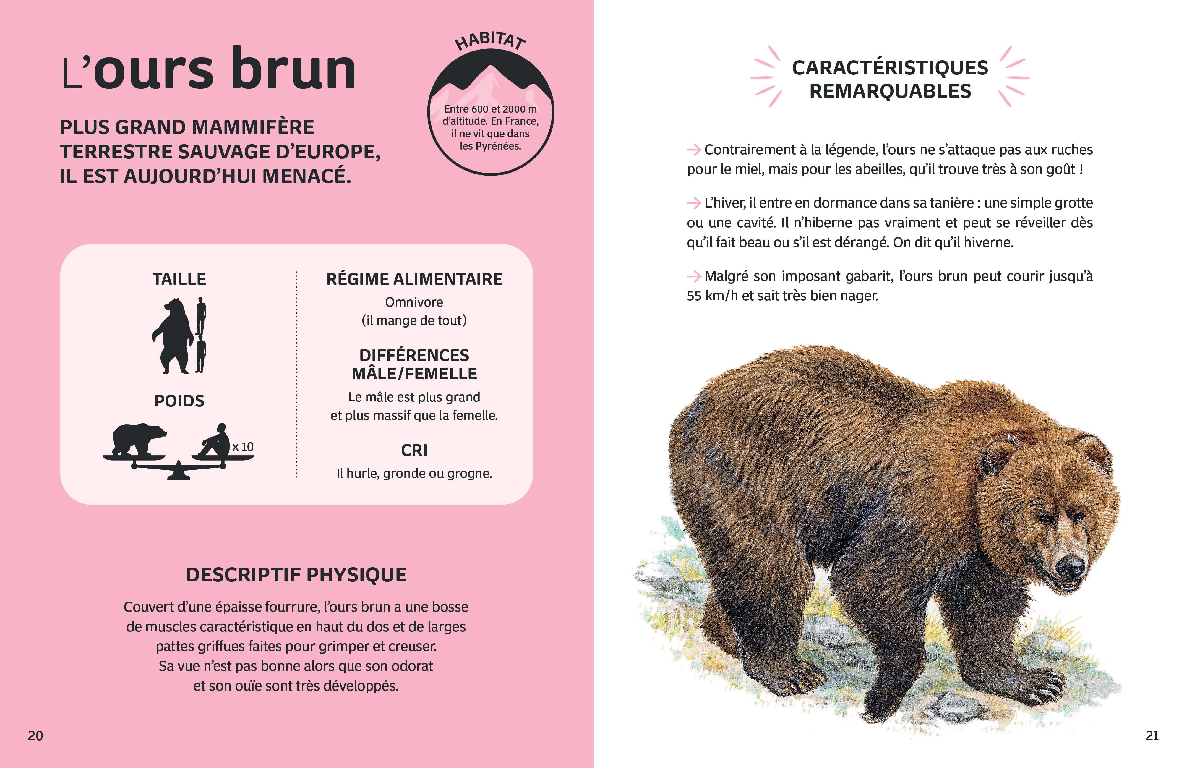 Mes animaux du monde - Les animaux de la montagne - Image 7