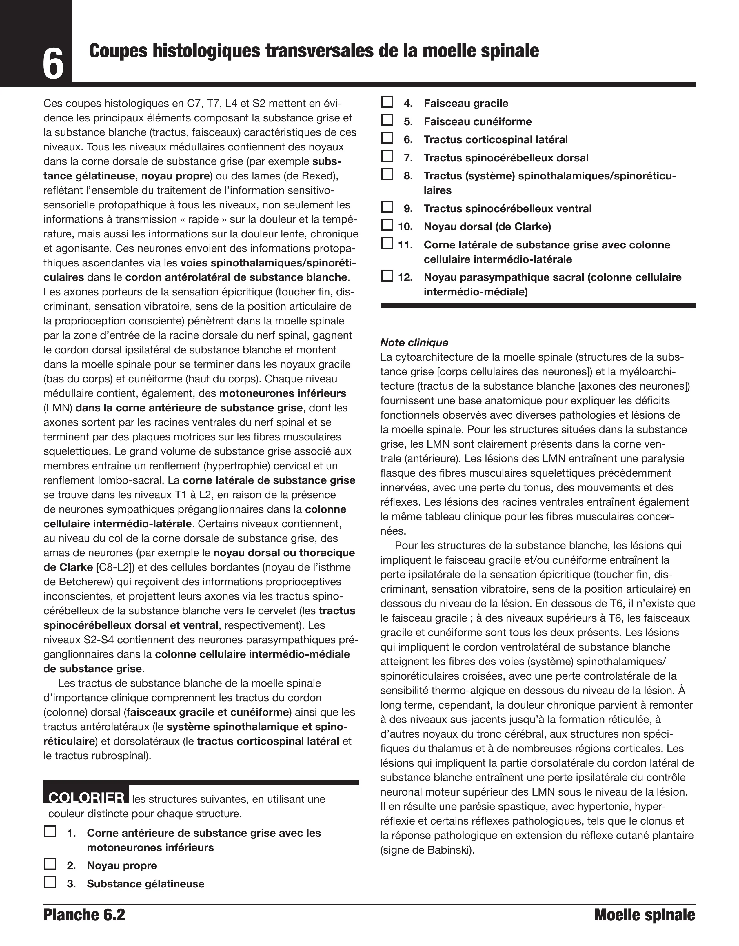 Neuroanatomie et neurosciences à colorier Netter - Image 11