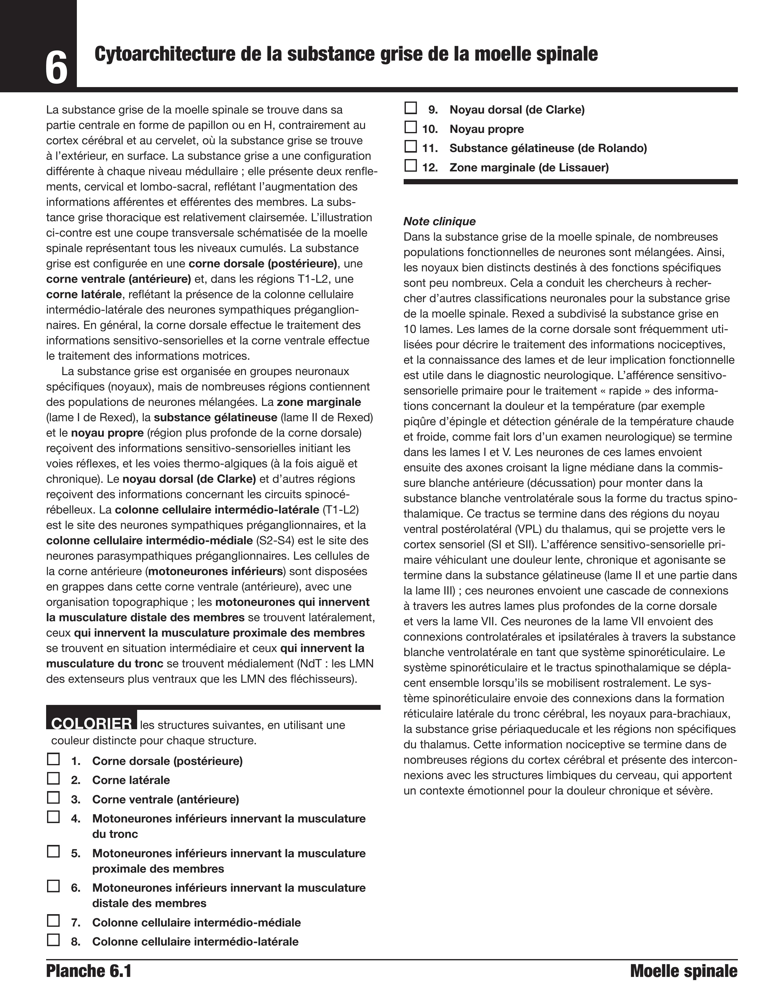 Neuroanatomie et neurosciences à colorier Netter - Image 3