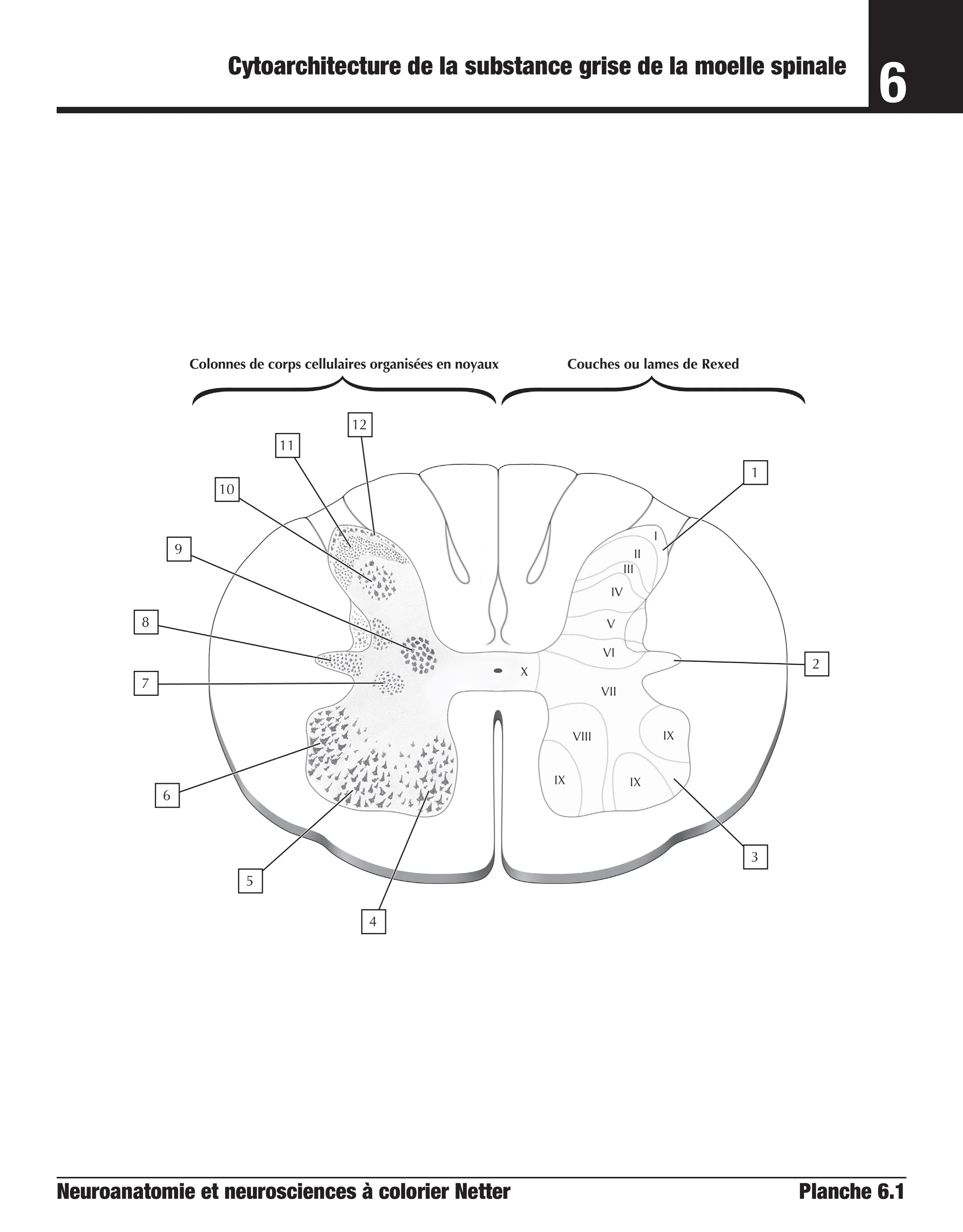 Neuroanatomie et neurosciences à colorier Netter - Image 4