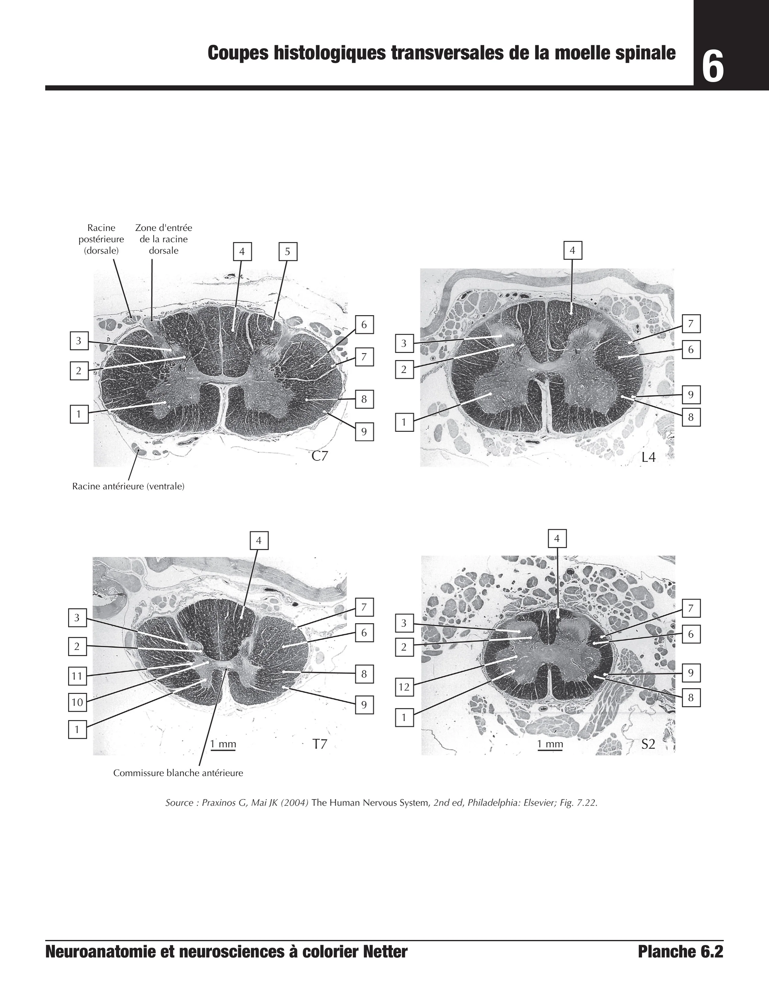 Neuroanatomie et neurosciences à colorier Netter - Image 6