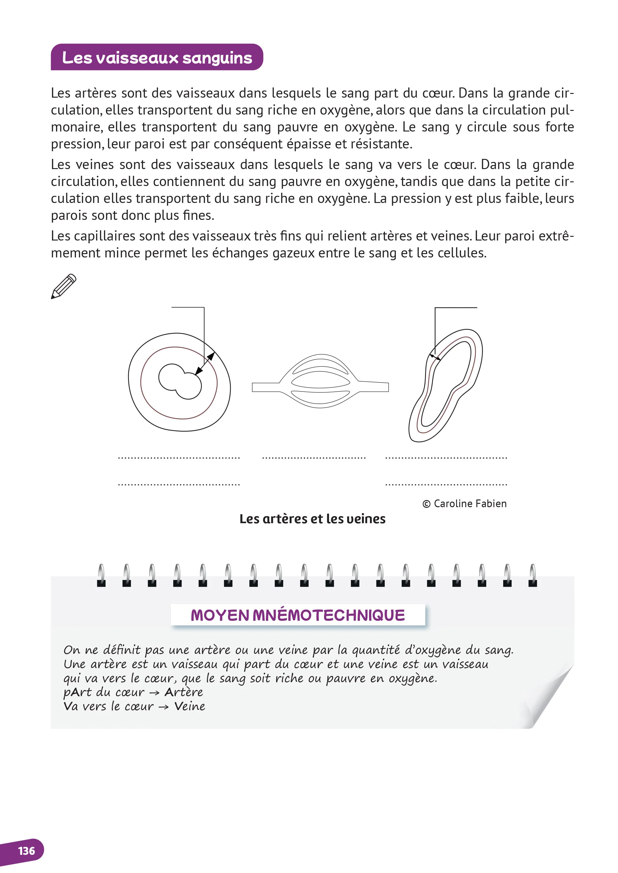 Biochimie - Biologie cellulaire - Anatomie - Image 4