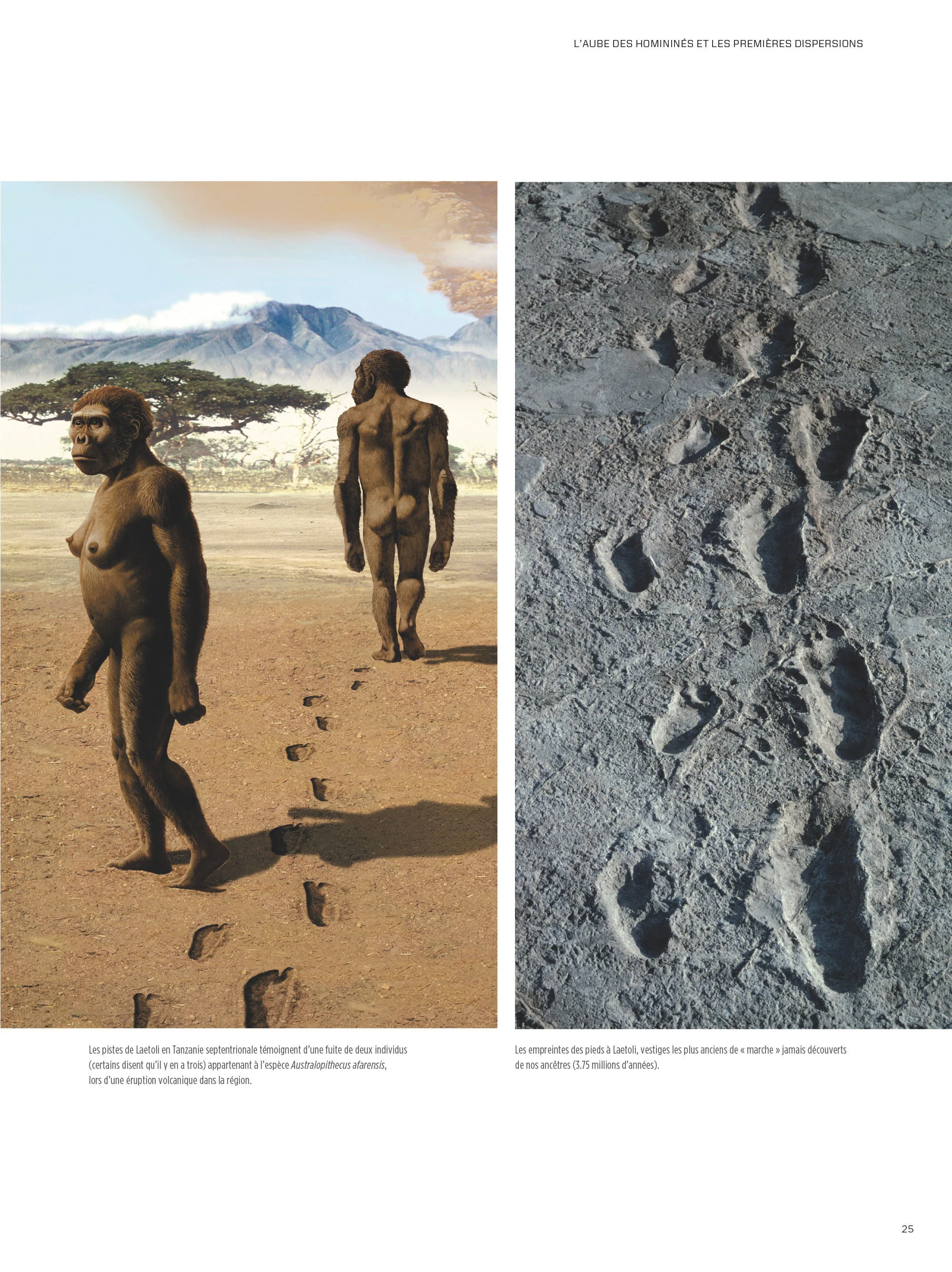 Le Grand Guide Homo Sapiens - Image 8