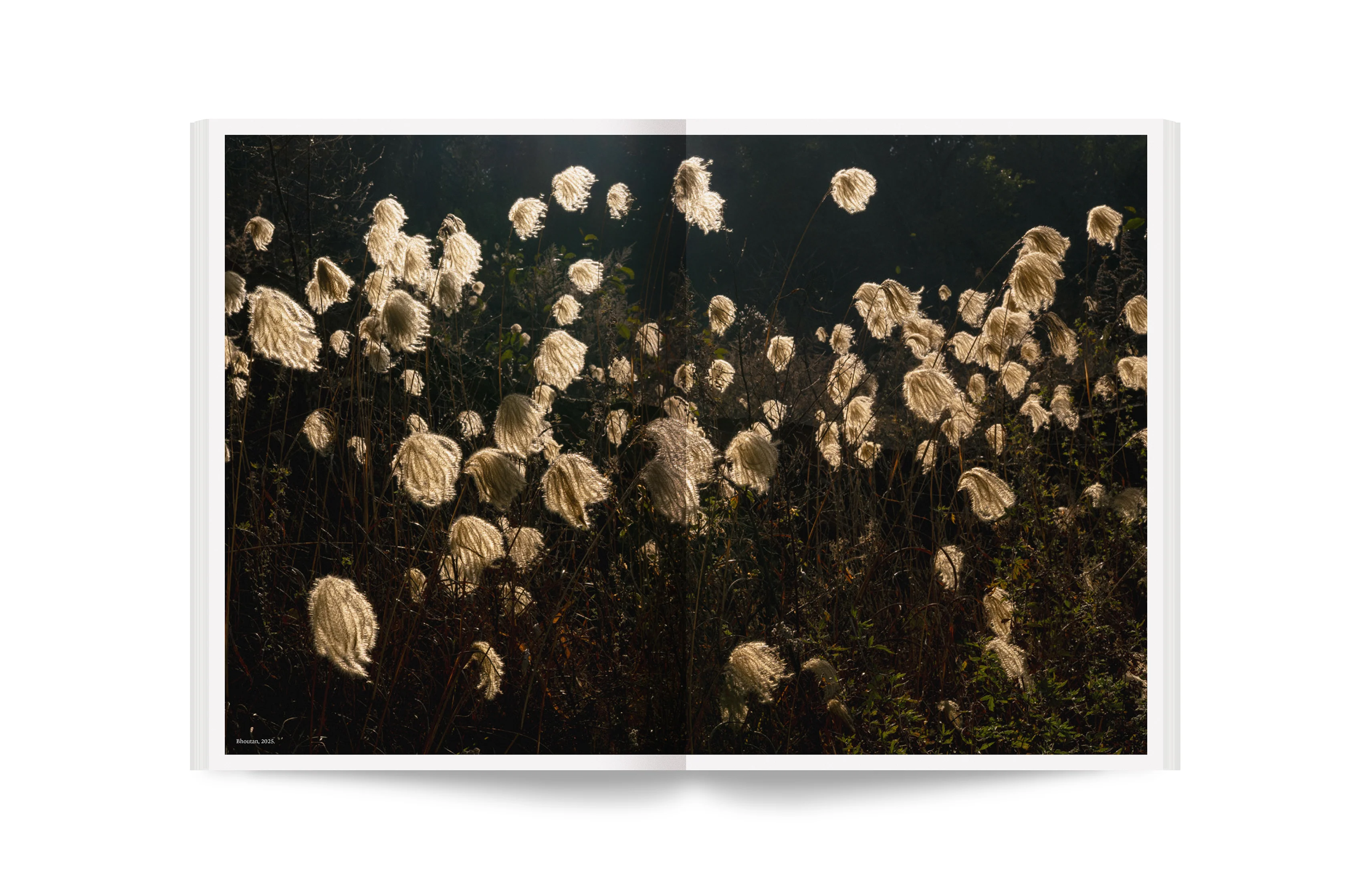 Album - 100 photos pour la liberté de la presse - N° 82 Vincent Munier - Image 16