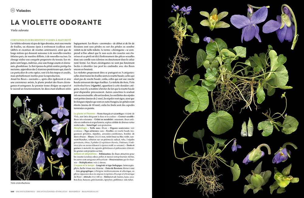 Encyclopédie des plantes libres - Toutes les familles de plantes à fleurs sauvages d'Europe - Image 8