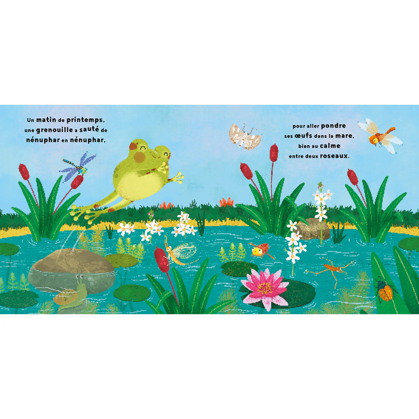 La petite grenouille - Image 6