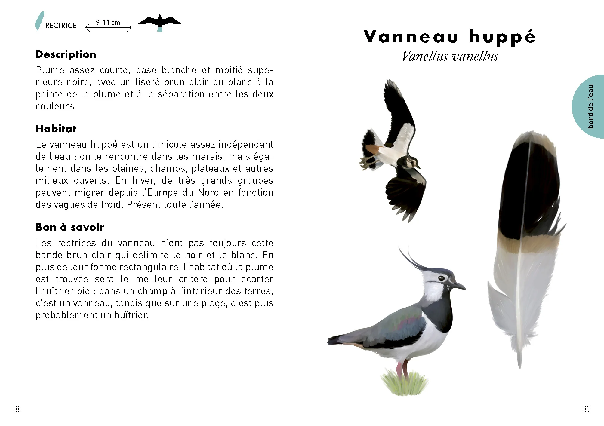 Le Petit guide des plumes - 70 trouvailles à identifier - Image 4