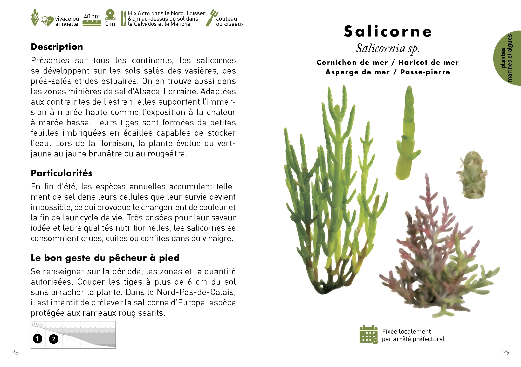 Le Petit guide de la pêche à pied - 70 trouvailles à identifier - Image 8