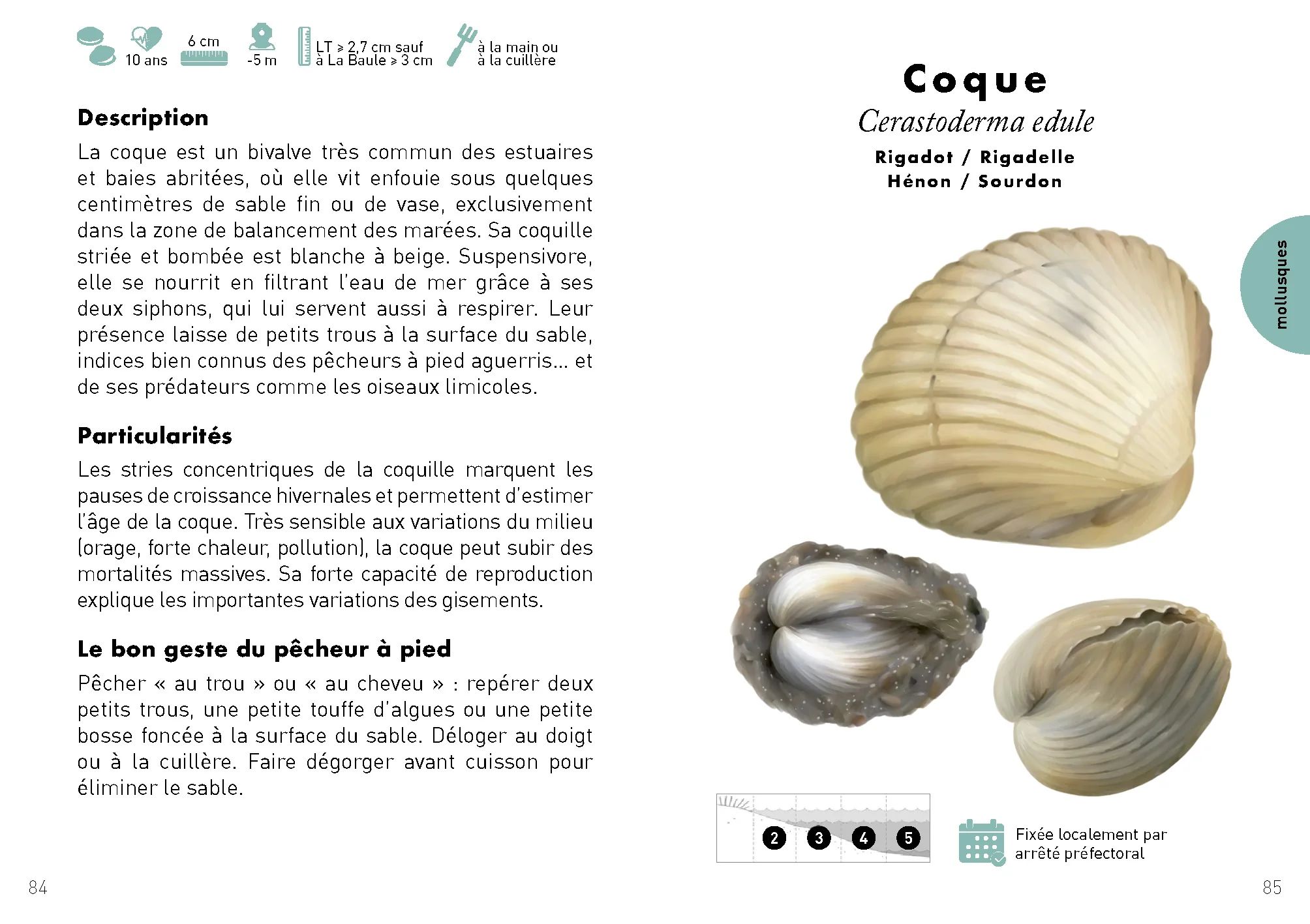 Le Petit guide de la pêche à pied - 70 trouvailles à identifier - Image 9