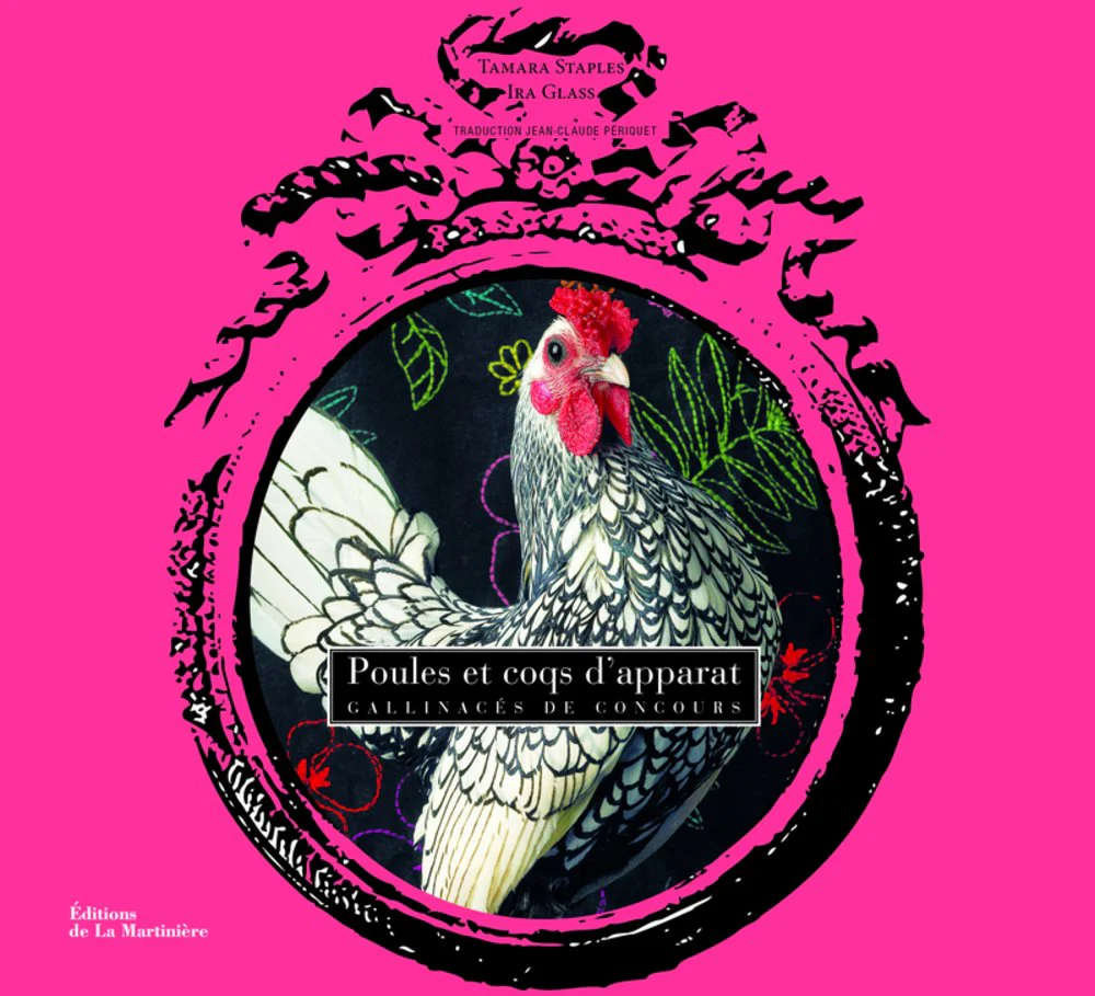 Poules et coqs d'apparat. Gallinacés de concours - Image 2