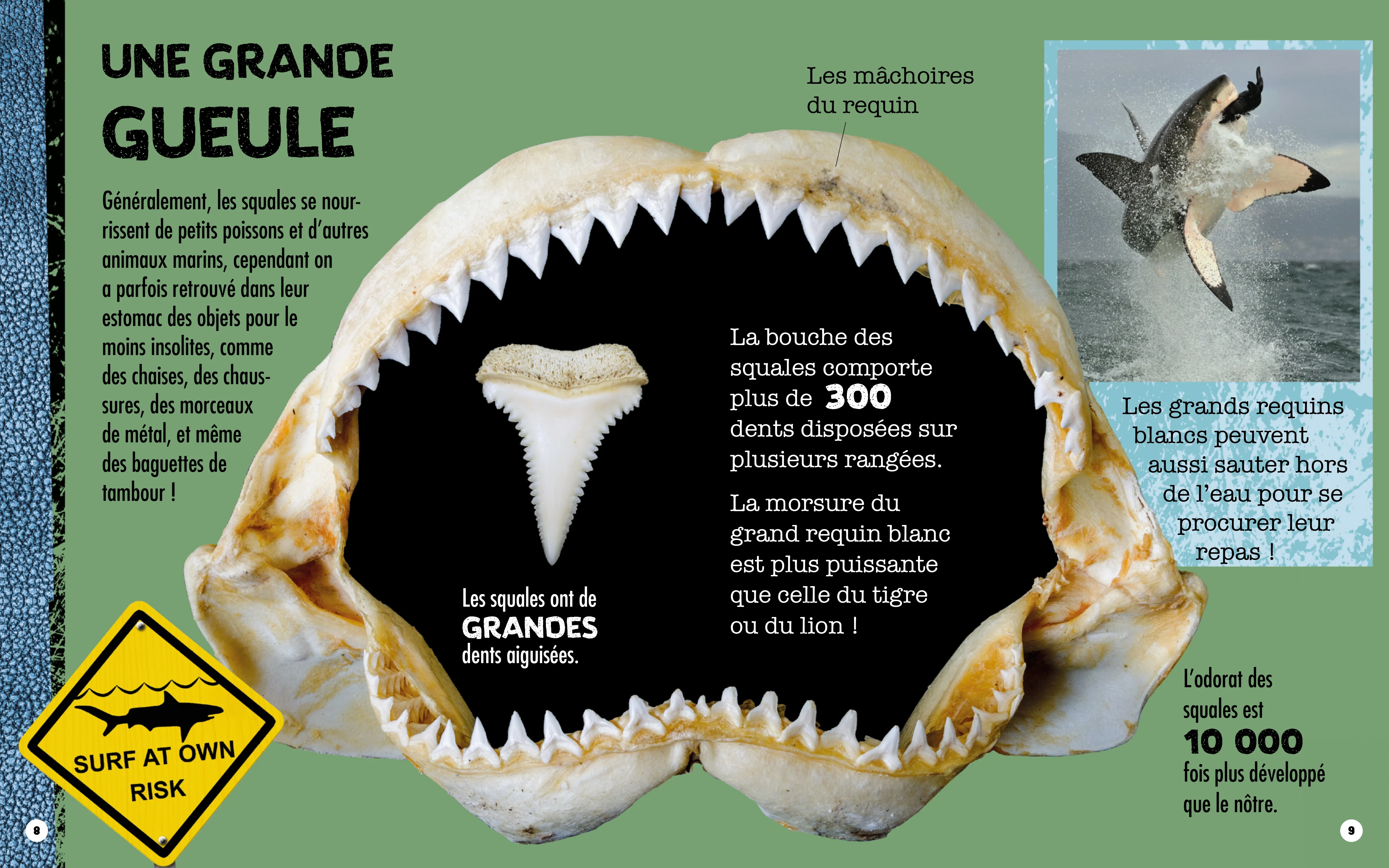 Requin - Construis ton requin géant en 3D - Image 10