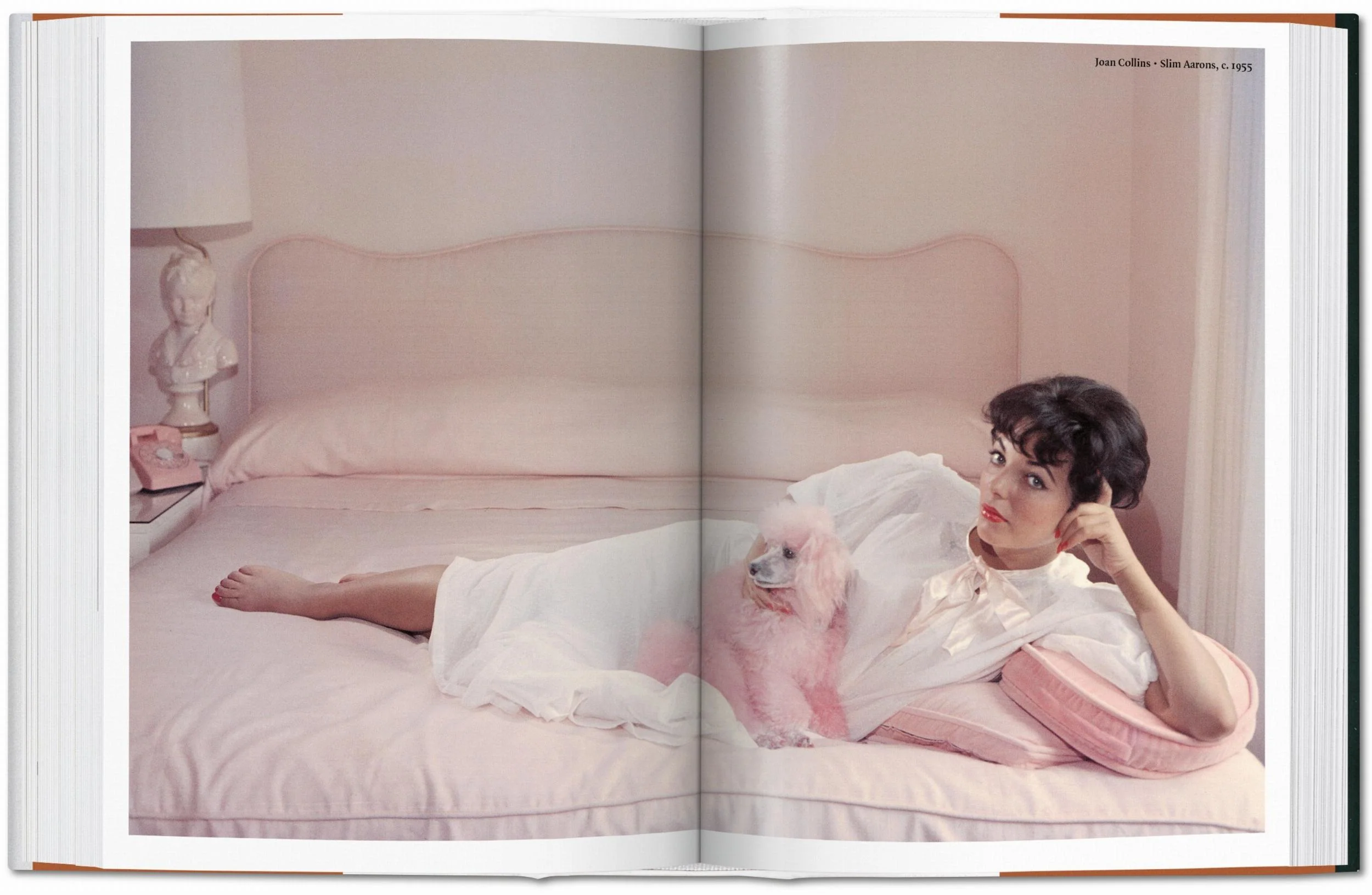 The Dog in Photography 1839–Today - Image 34