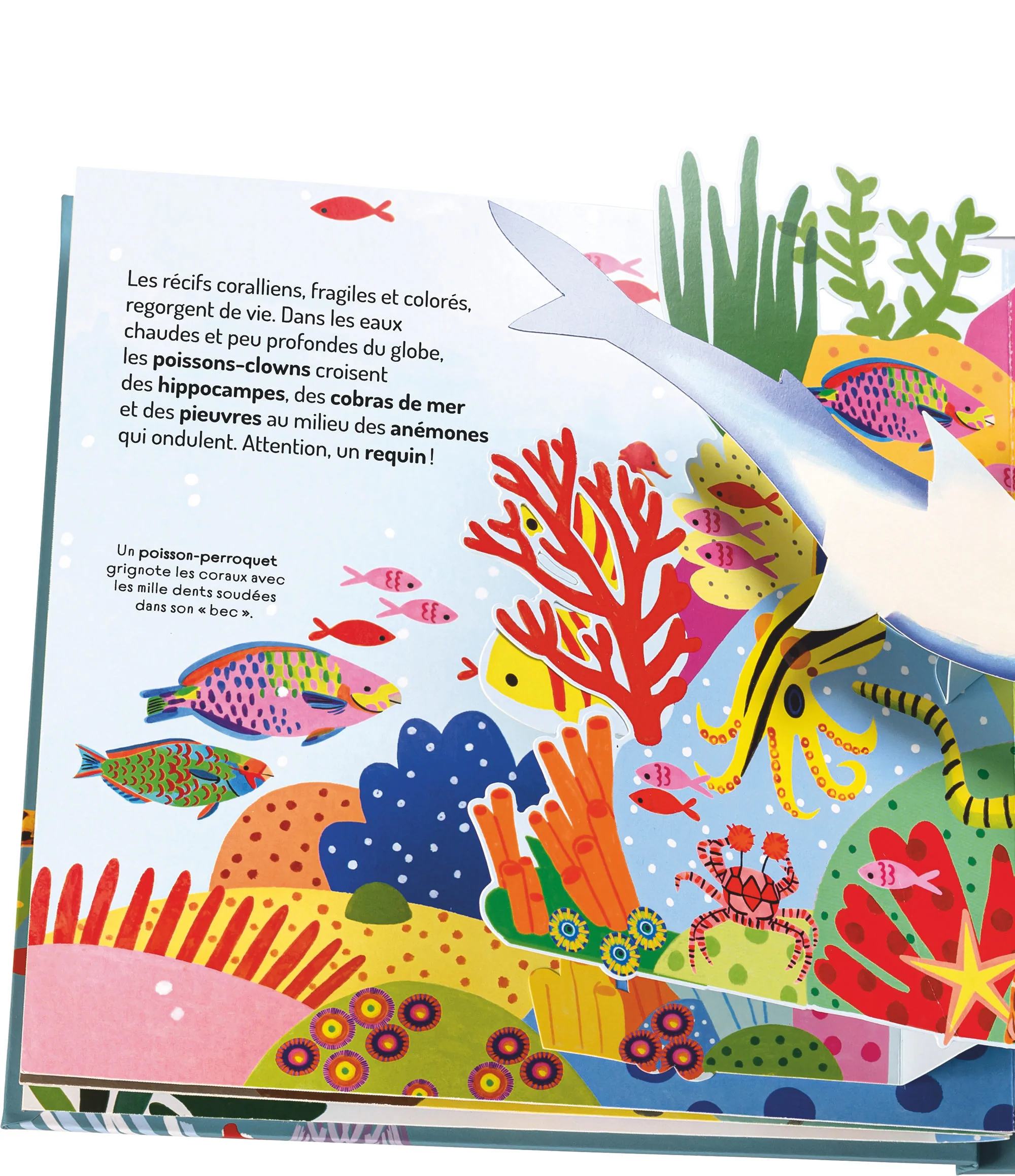 À la découverte des océans - Un livre pop-up - Image 9